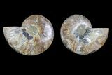 Agate Replaced Ammonite Fossil - Madagascar #166871-1